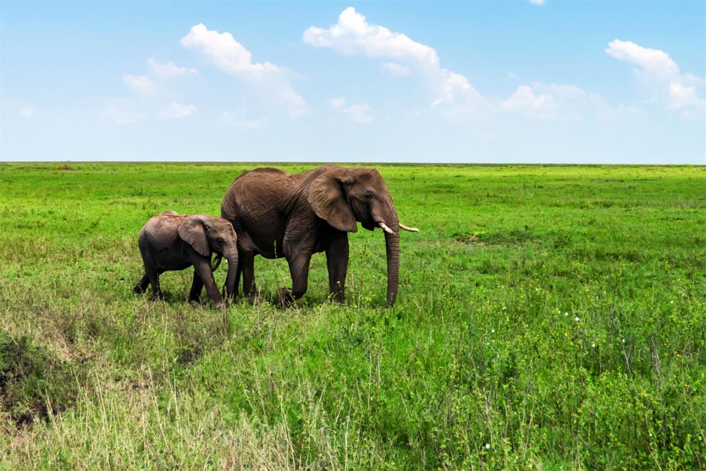 african-elephants_Ndutu