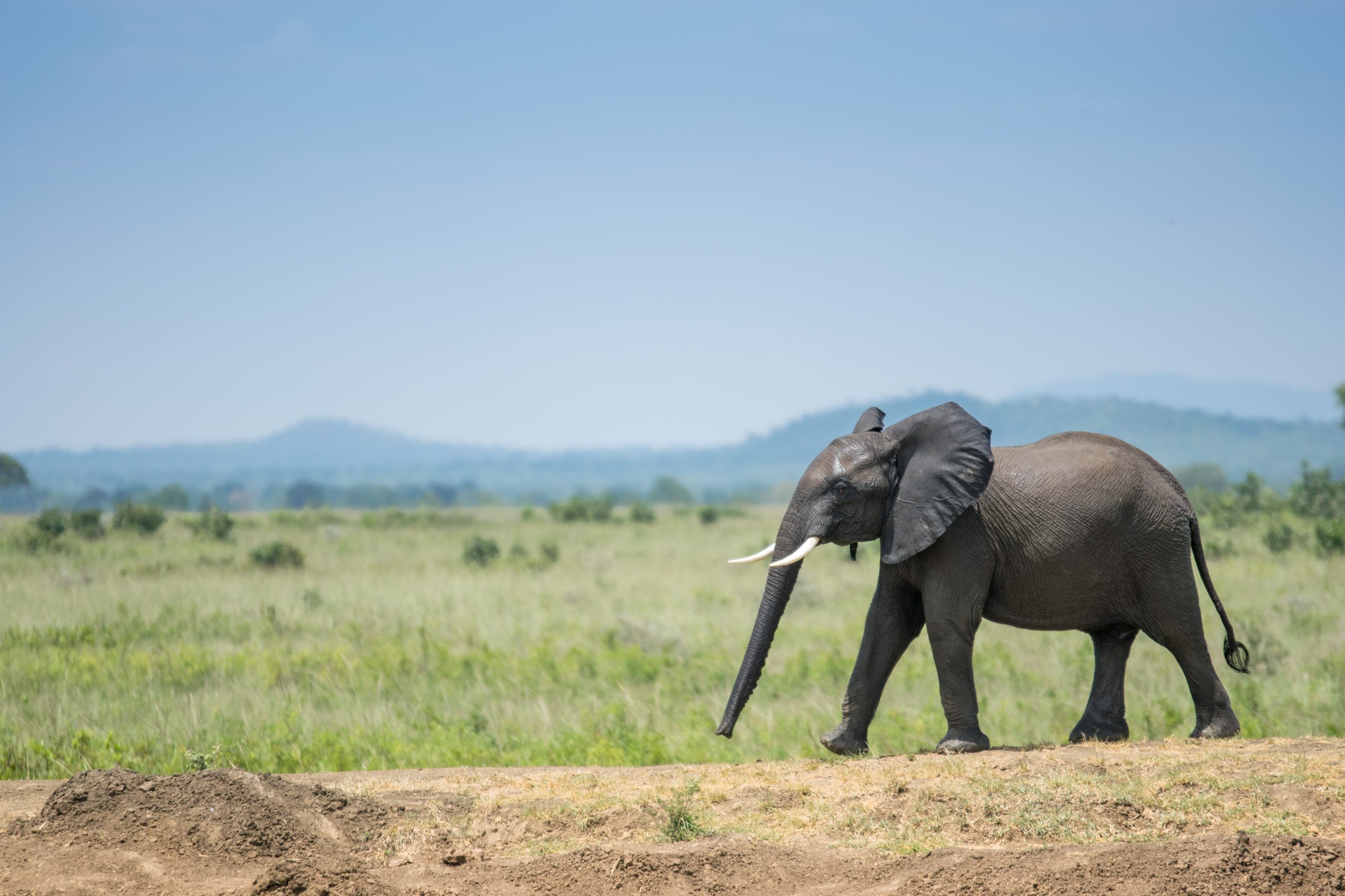 shutterstock_1091135915