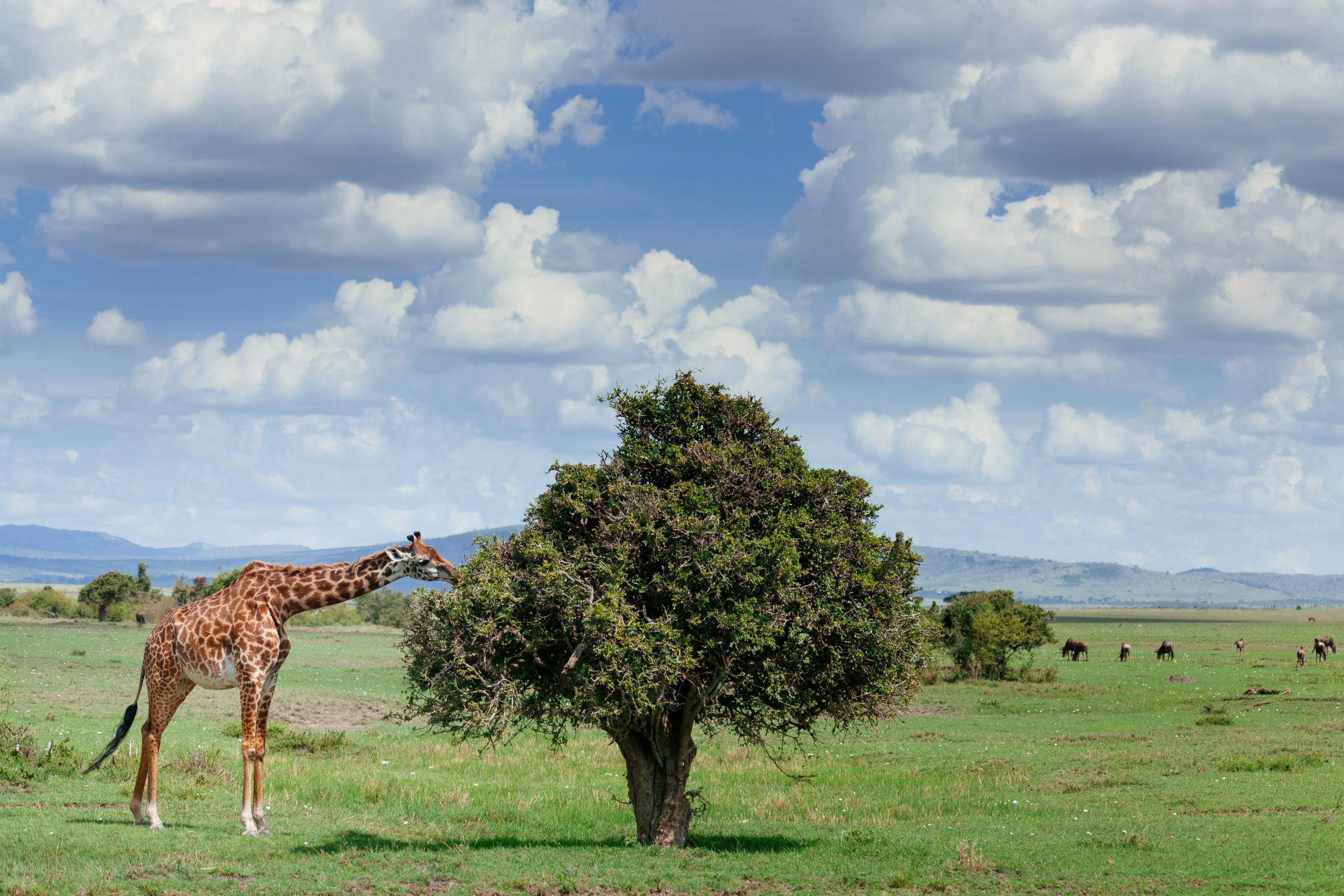 shutterstock_166069691