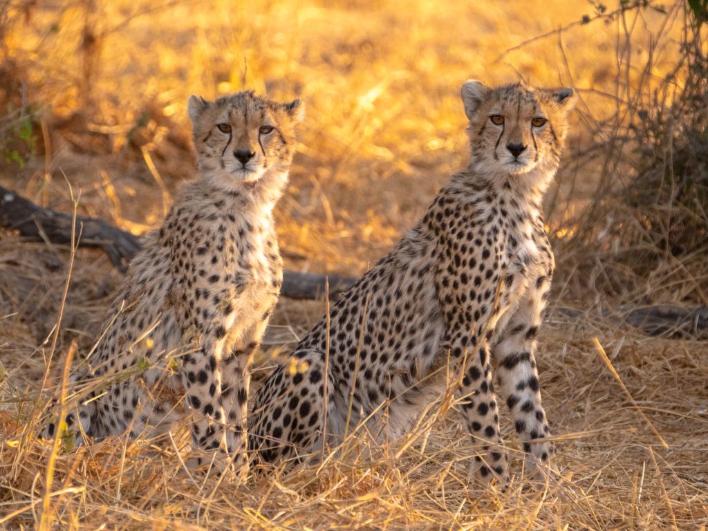 shutterstock_1902224881