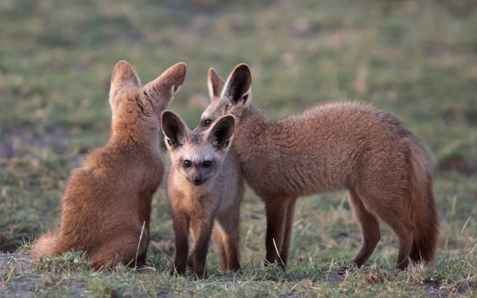 shutterstock_1127656109