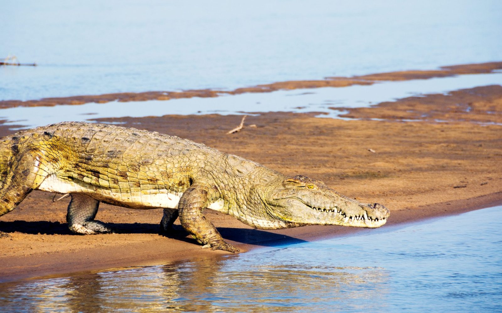 shutterstock_1209645664