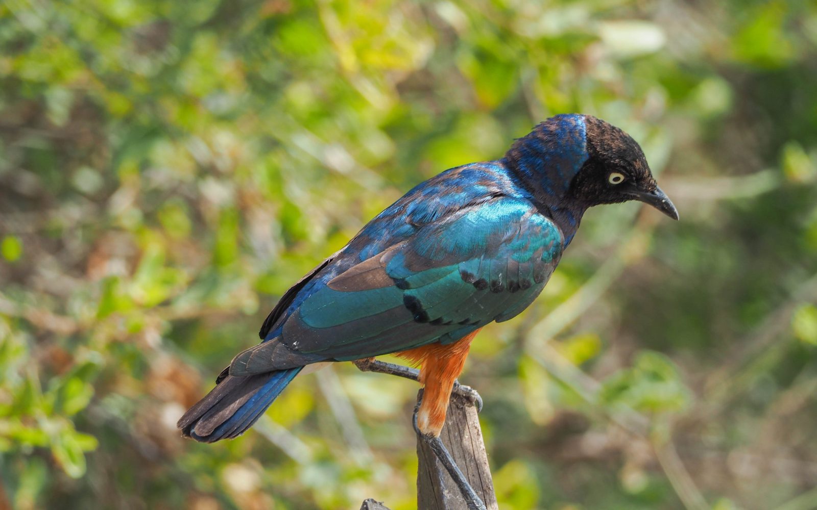 shutterstock_1227282007