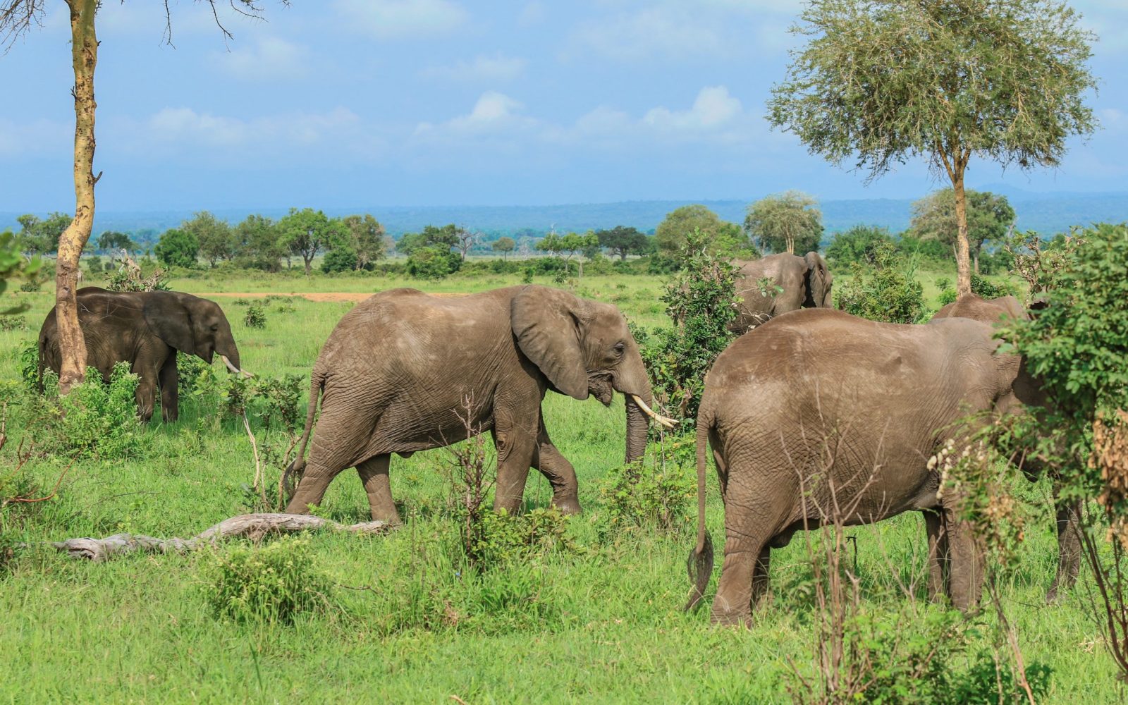 shutterstock_1260440956