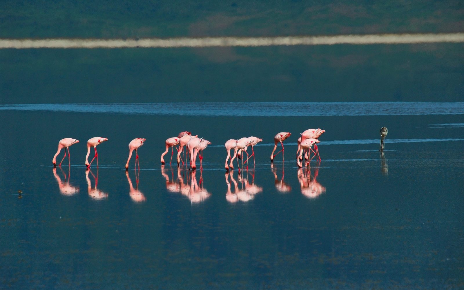 shutterstock_1295003569