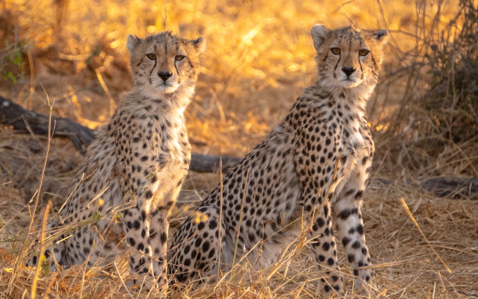 shutterstock_1902224881