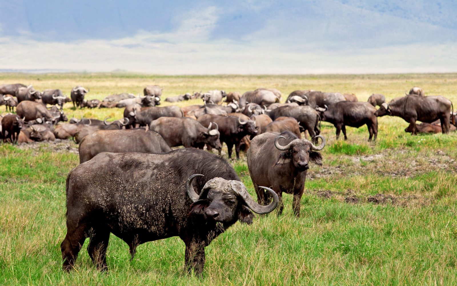 shutterstock_228933553