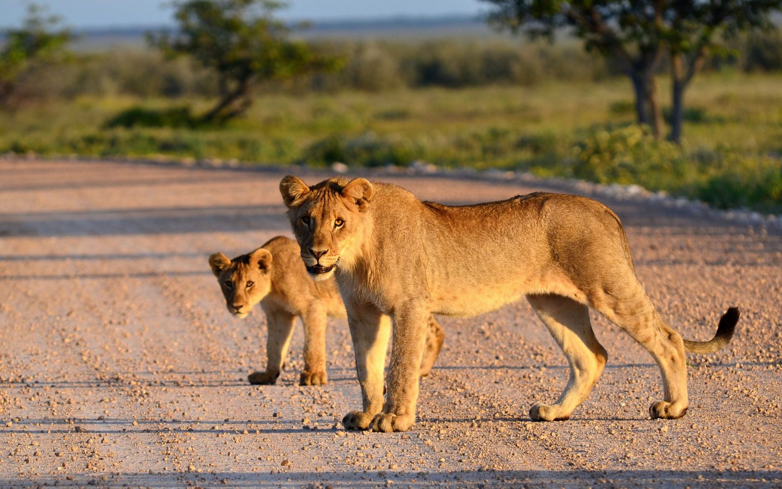 shutterstock_75132544