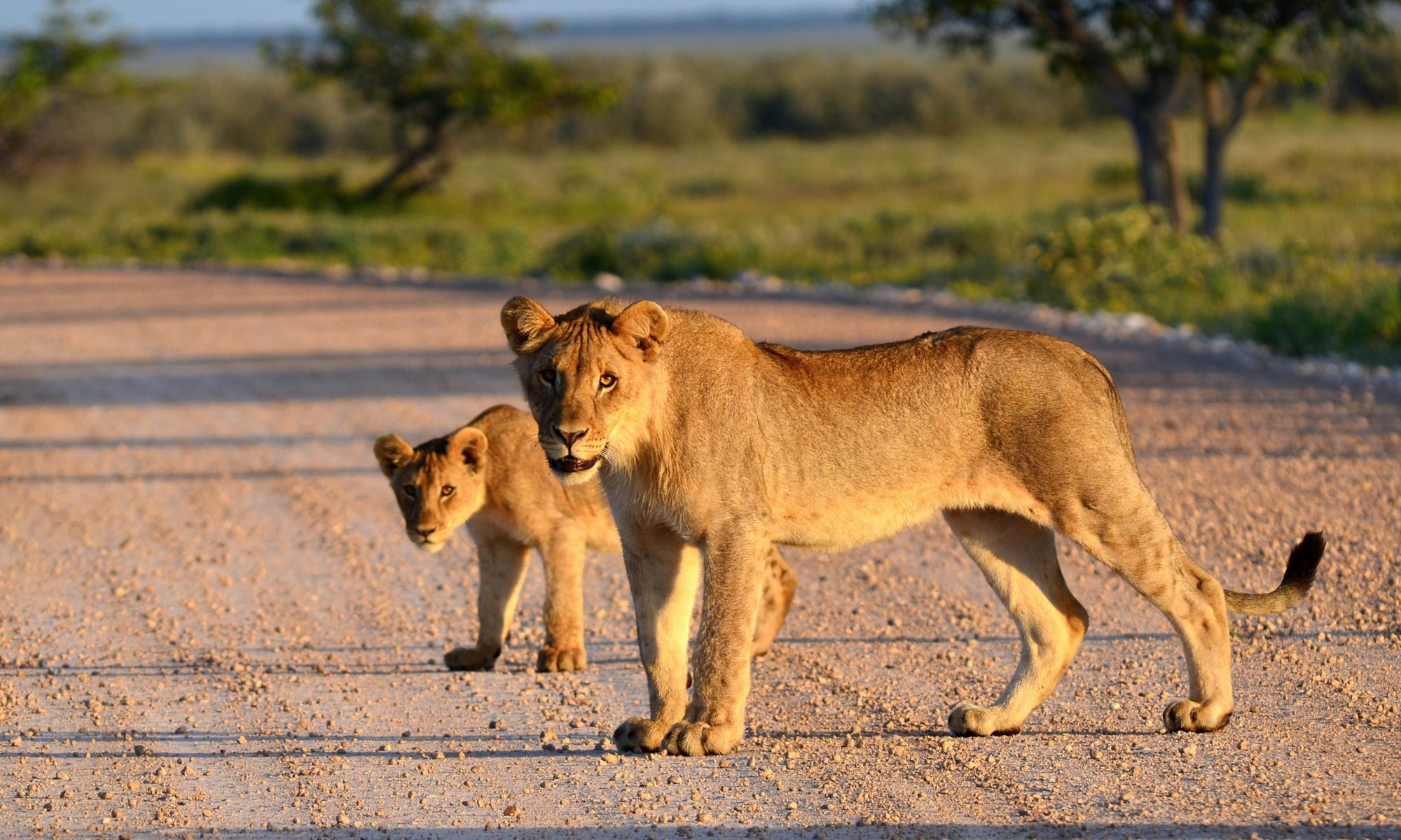 shutterstock_75132544